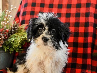 Shih Tzu dogs Archie - Ad 3