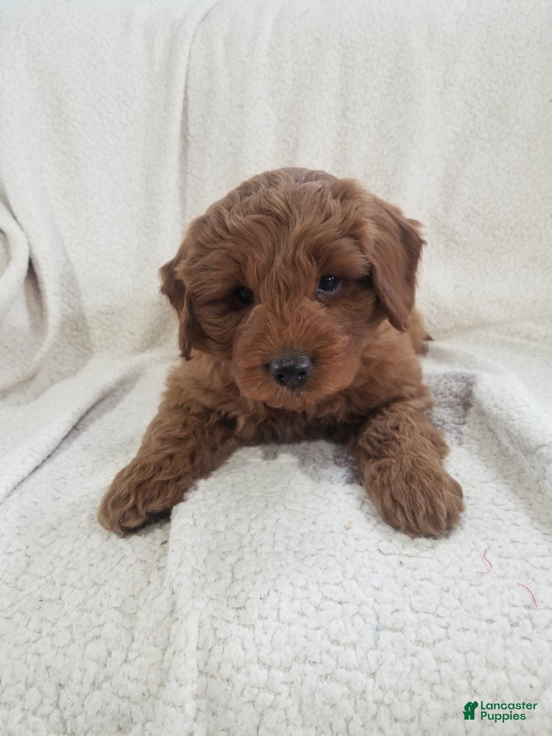 Mini Goldendoodle dogs for sale: Mini Goldendoodle Puppy 1 - Ad 4