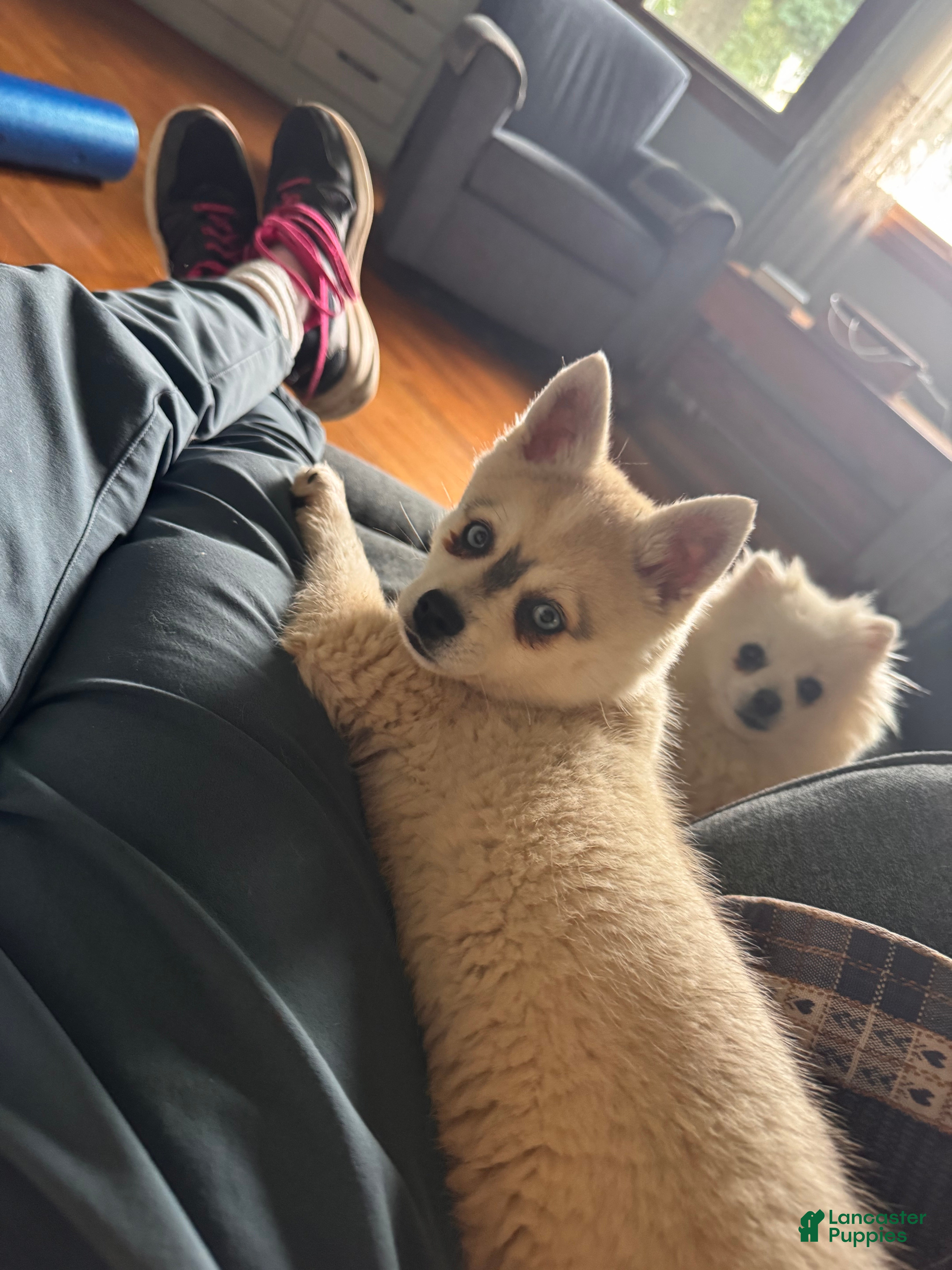 Alaskan Klee Kai dogs Alaskan Klee Kai 2 - Ad 1