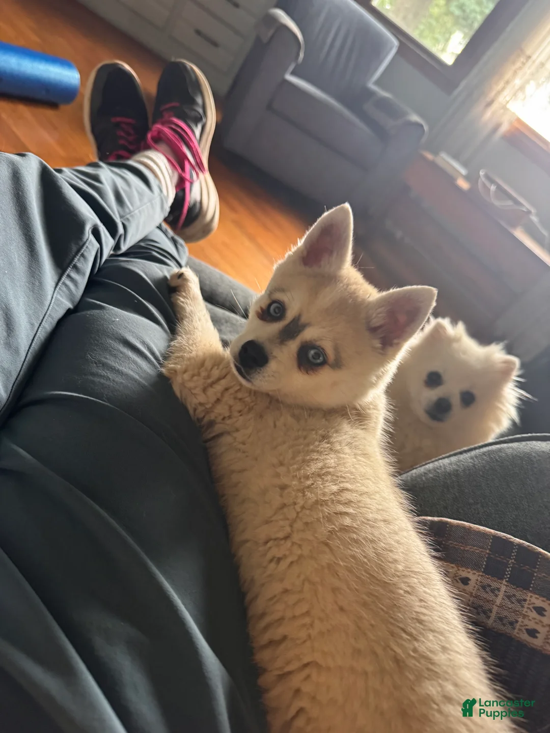 Alaskan Klee Kai dogs for sale: Alaskan Klee Kai 2 - Ad 1