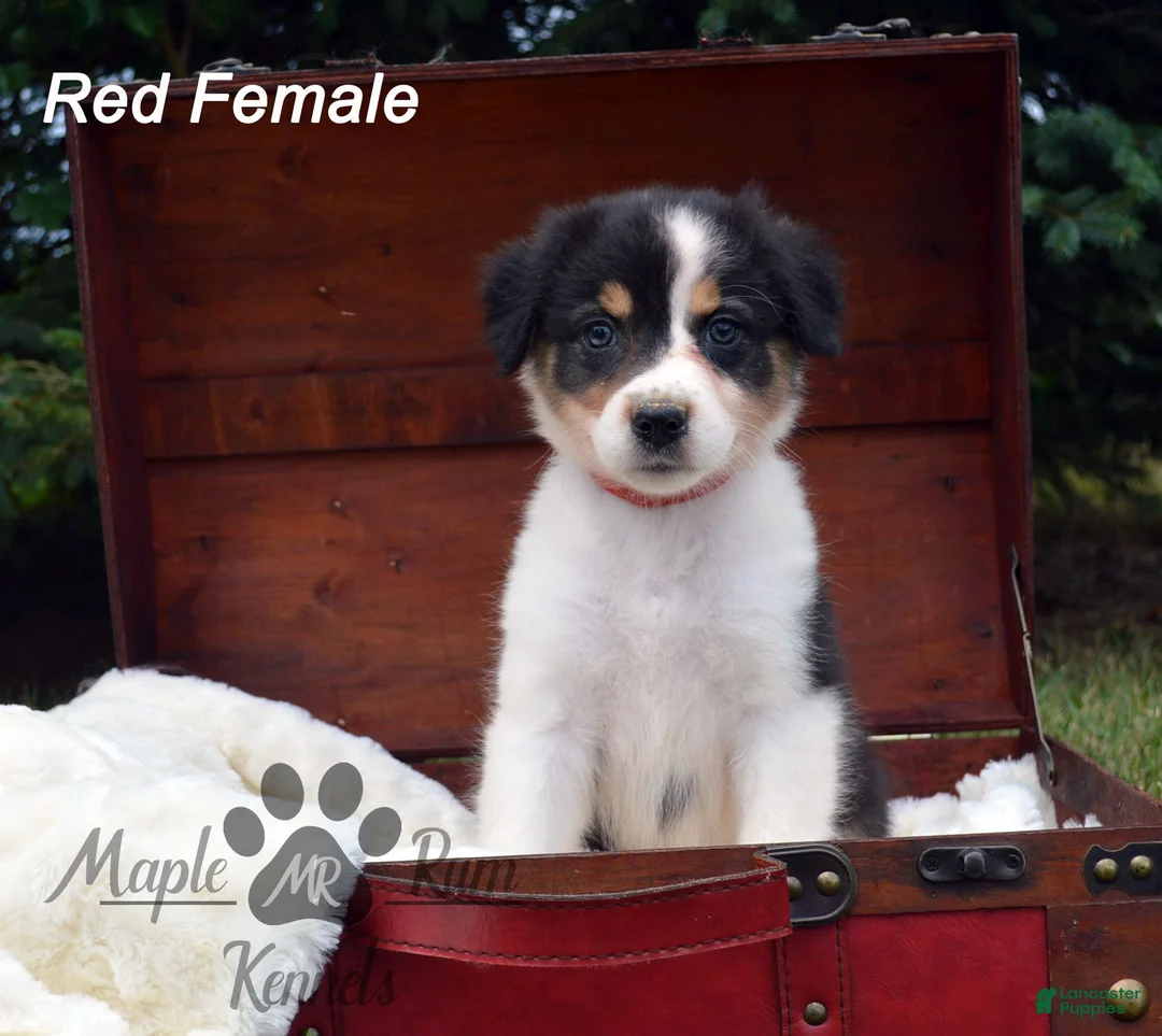 Australian Shepherd dogs for sale: Red Female - Ad 1