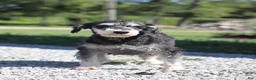 Miniature Schnauzer dogs for sale: Chris - Ad 5