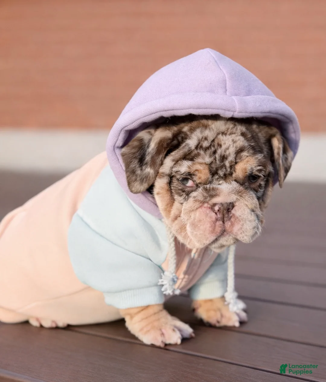 English Bulldog dogs for sale: Bonnie - Ad 8