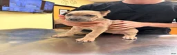 Cane Corso dogs for sale: Cane Corso 3 - Ad 1