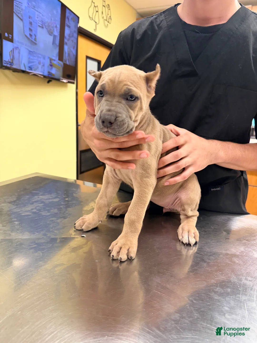 Cane Corso dogs for sale: Cane Corso 3 - Ad 1