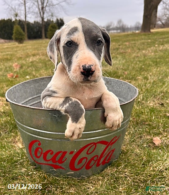 Great Dane dogs Tessa - Ad 2