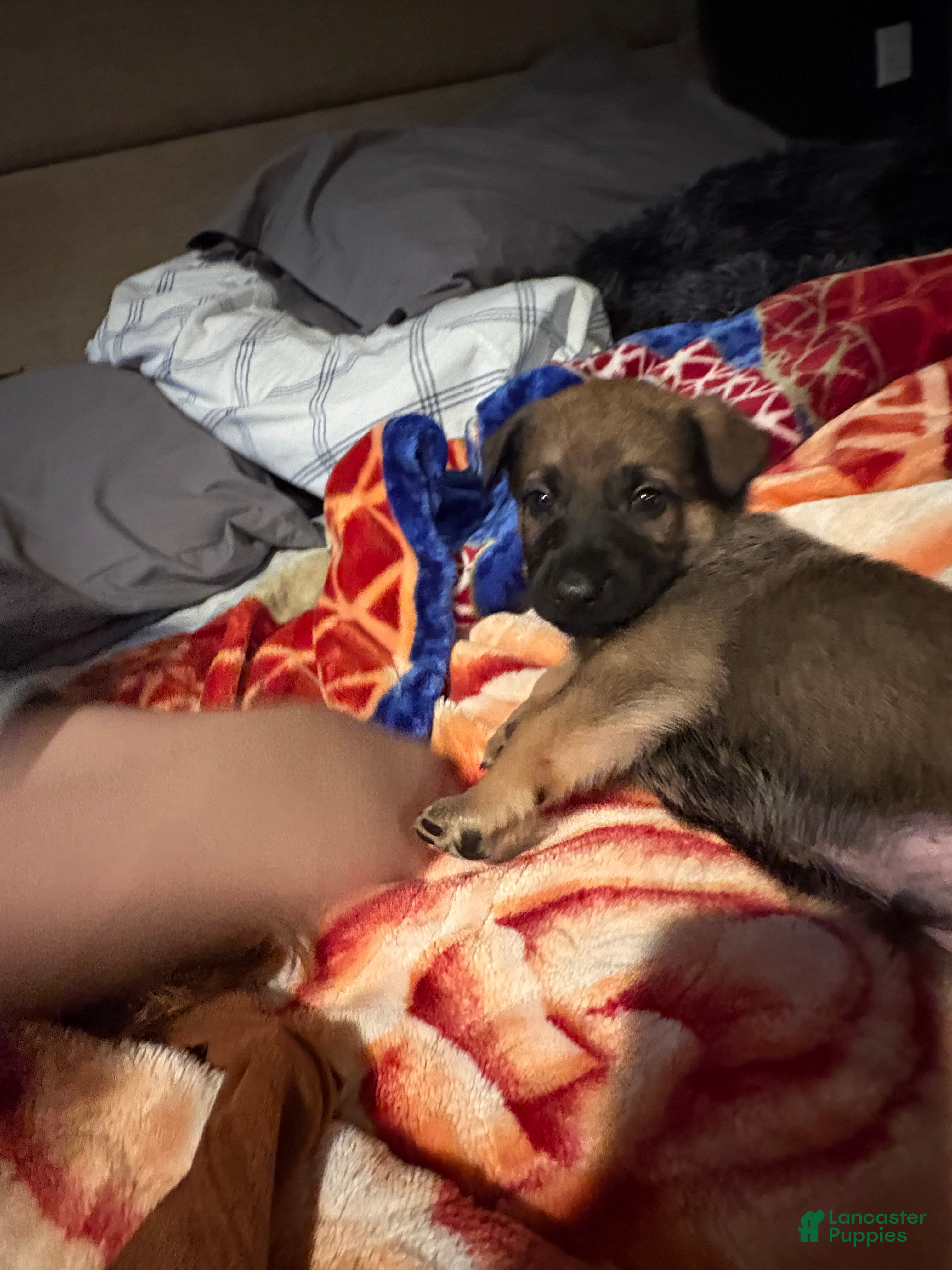 Mixed Breed dogs Onyx - Ad 2