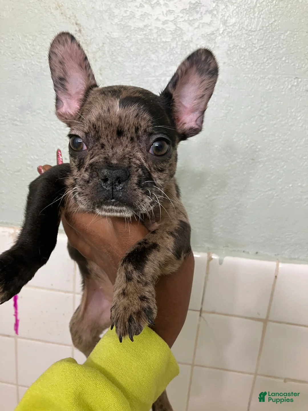 French Bulldog dogs for sale: French Bulldog 2 - Ad 1
