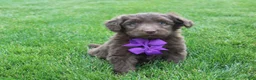 Mini Aussiedoodle dogs for sale: Charlie - Ad 1