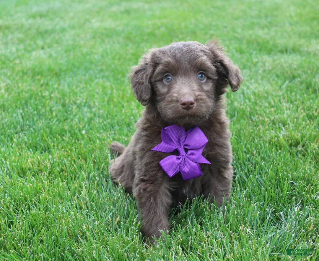 Mini Aussiedoodle dogs for sale: Charlie - Ad 1