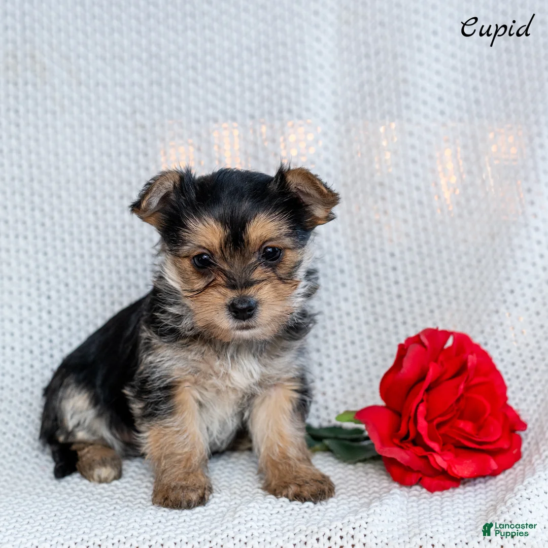 Morkie dogs for sale: Cupid - Ad 1