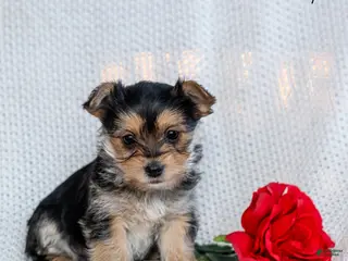 Morkie dogs Cupid - Ad 11