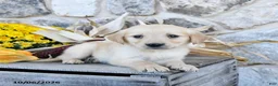 Golden Retriever dogs for sale: Dolly - Ad 3