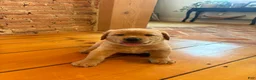 Labrador Retriever dogs for sale: Biscuit - Ad 5