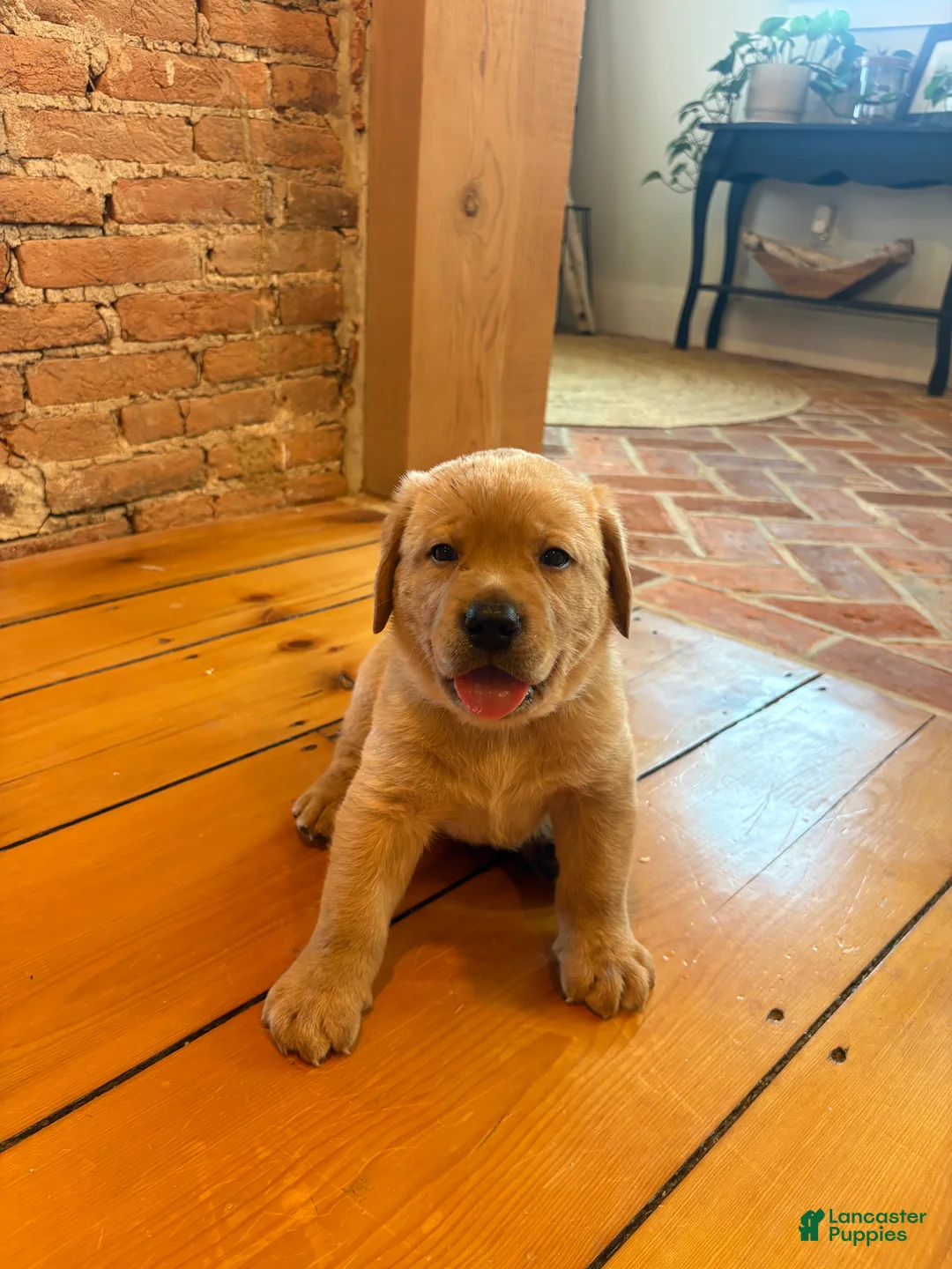 Labrador Retriever dogs for sale: Biscuit - Ad 5