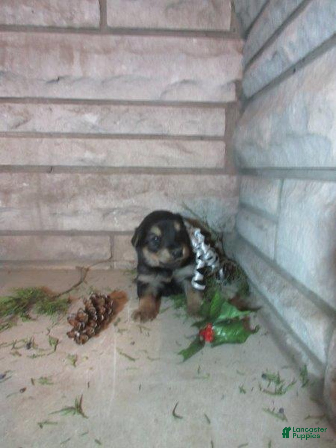 Mixed Breed dogs for sale: Timber - Ad 1