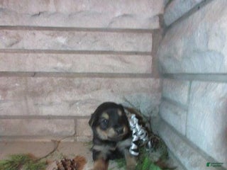 Mixed Breed dogs Timber - Ad 19