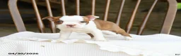 Boston Terrier dogs for sale: Tessa - Ad 2