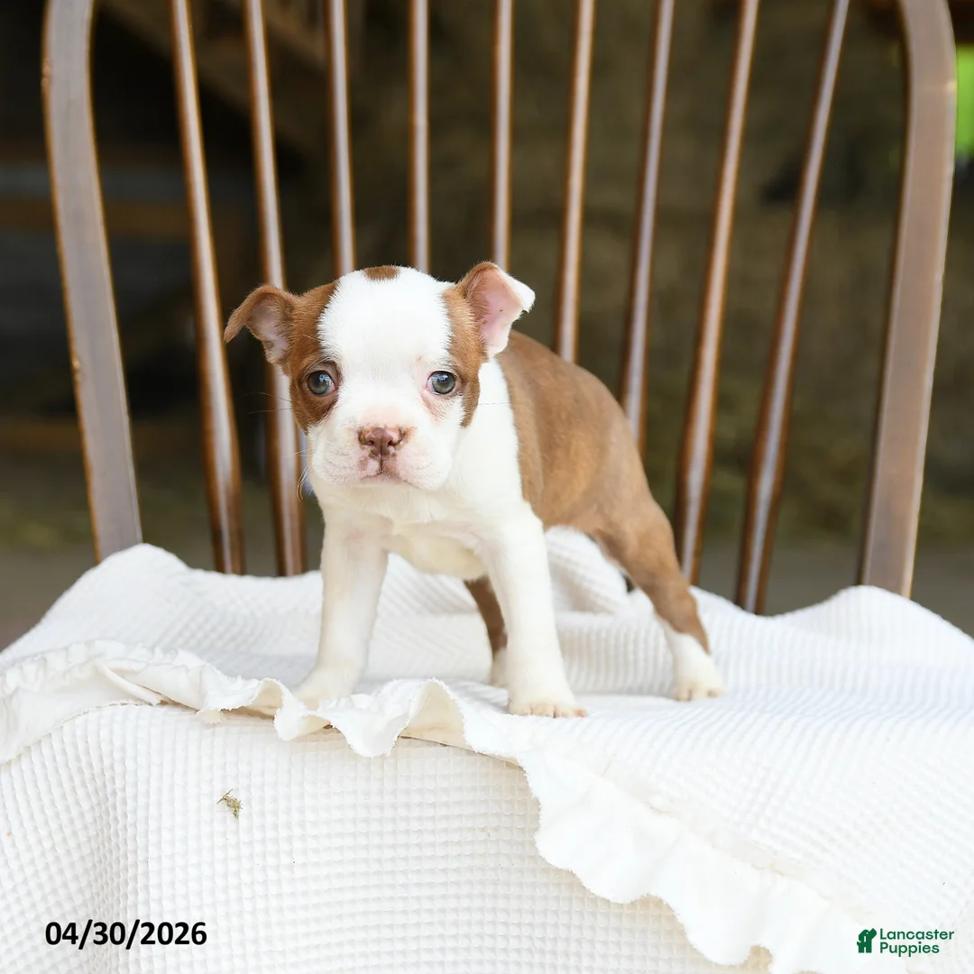Boston Terrier dogs for sale: Tessa - Ad 2