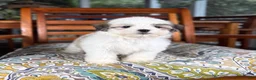 Malshi dogs for sale: Maverick  - Ad 6