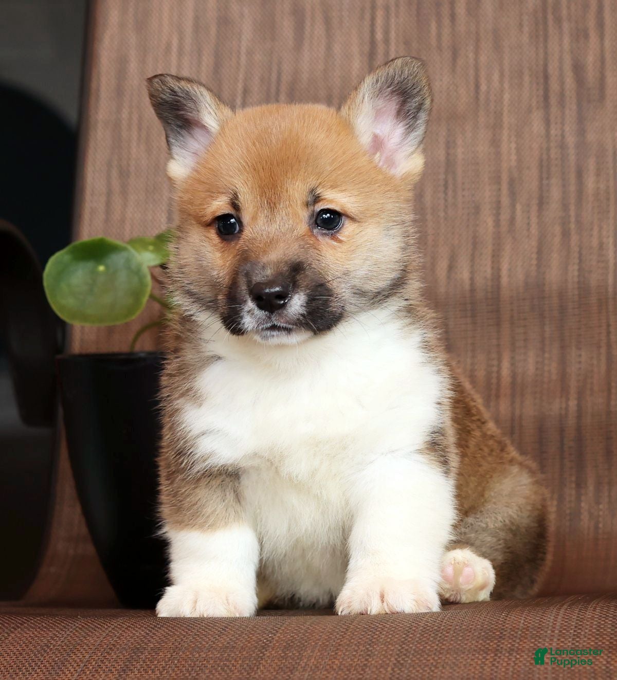 Welsh Corgi Pembroke dogs Casey - Ad 2