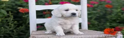 Golden Retriever dogs for sale: Bitsy - Ad 11