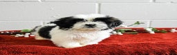 Shih Tzu dogs for sale: Hunter - Ad 2