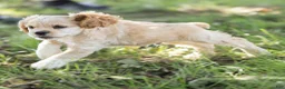 Cocker Spaniel dogs for sale: Buddy Cocker Spaniel  - Ad 8