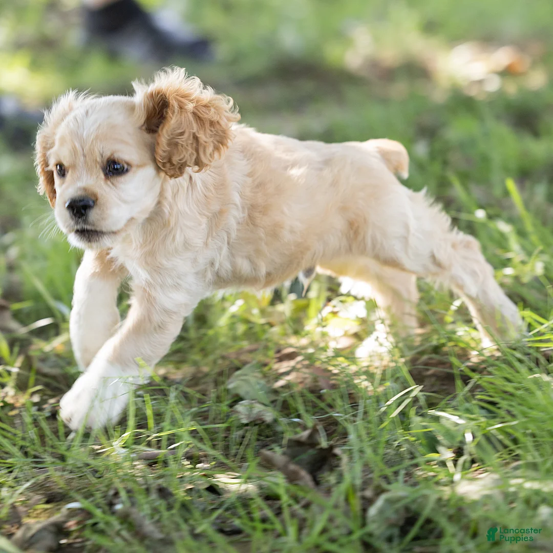 Cocker Spaniel dogs for sale: Buddy Cocker Spaniel  - Ad 8