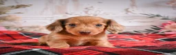 Miniature Dachshund dogs for sale: AKC-Edgar - Ad 6