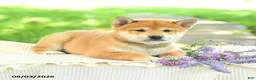 Shiba Inu dogs for sale: Jasper - Ad 4
