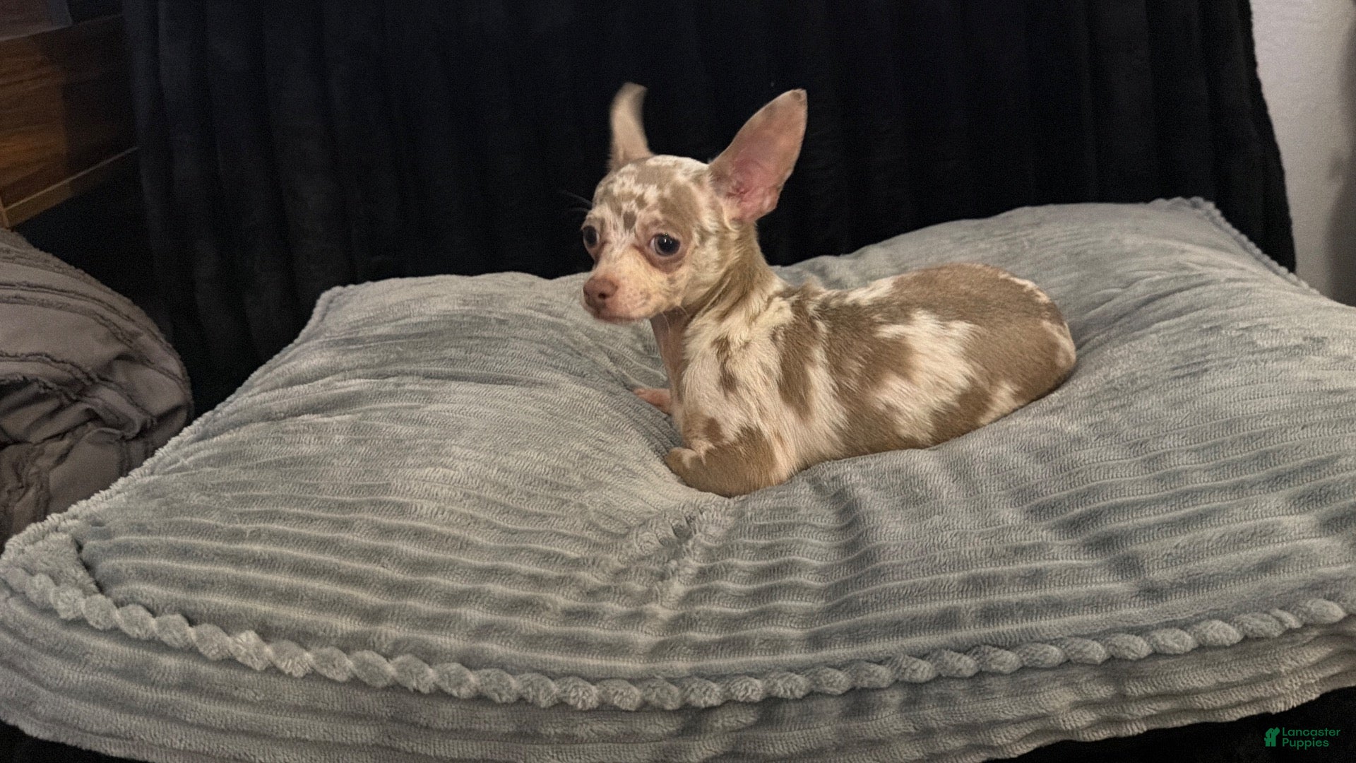 Chihuahua dogs for sale: Mr platinum - Ad 4
