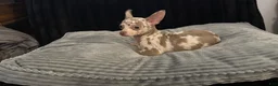 Chihuahua dogs for sale: Mr platinum - Ad 1