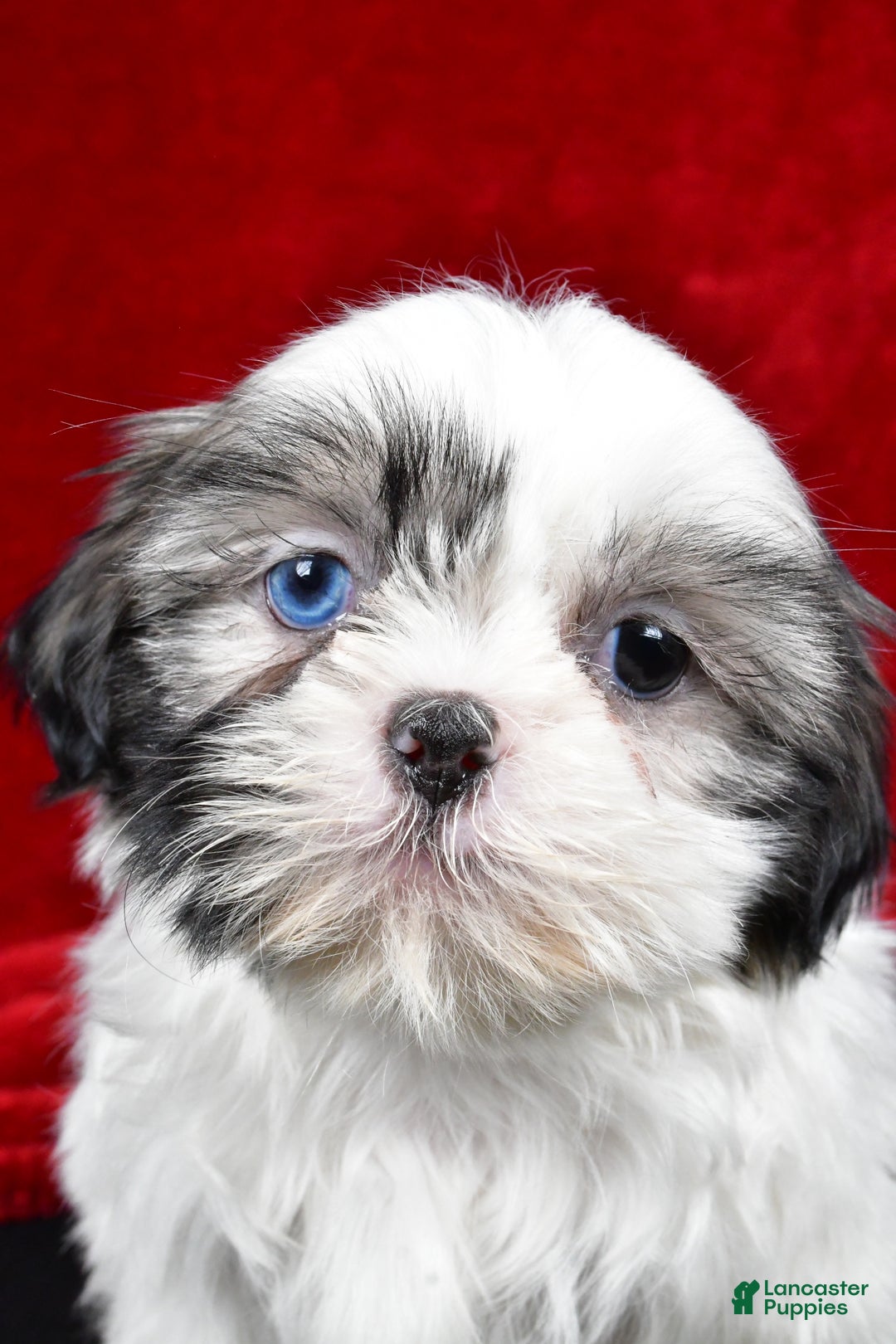 Shih Tzu dogs for sale: Debby - Ad 9