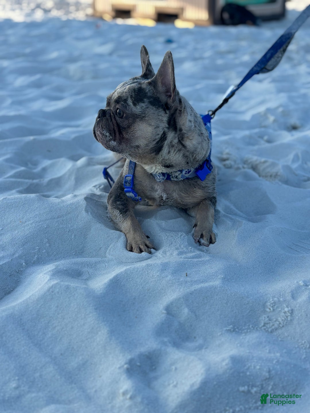 French Bulldog dogs for stud: Percy - Ad 4