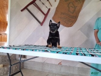 German Shepherd dogs Patrick - Ad 2