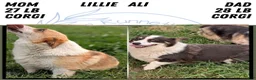 Welsh Corgi Pembroke dogs for sale: Logan - Ad 12