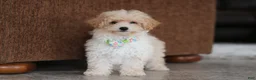 Maltipoo dogs for sale: Bodie - Ad 9