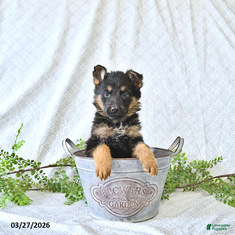 German Shepherd dogs Zeus - Ad 1