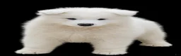 Samoyed dogs for sale: Marshmallow - Ad 2