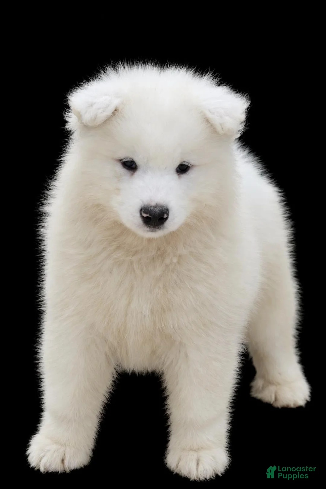 Samoyed dogs for sale: Marshmallow - Ad 2