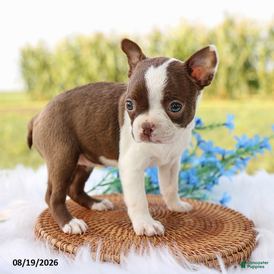 Boston Terrier dogs Molly - Ad 2