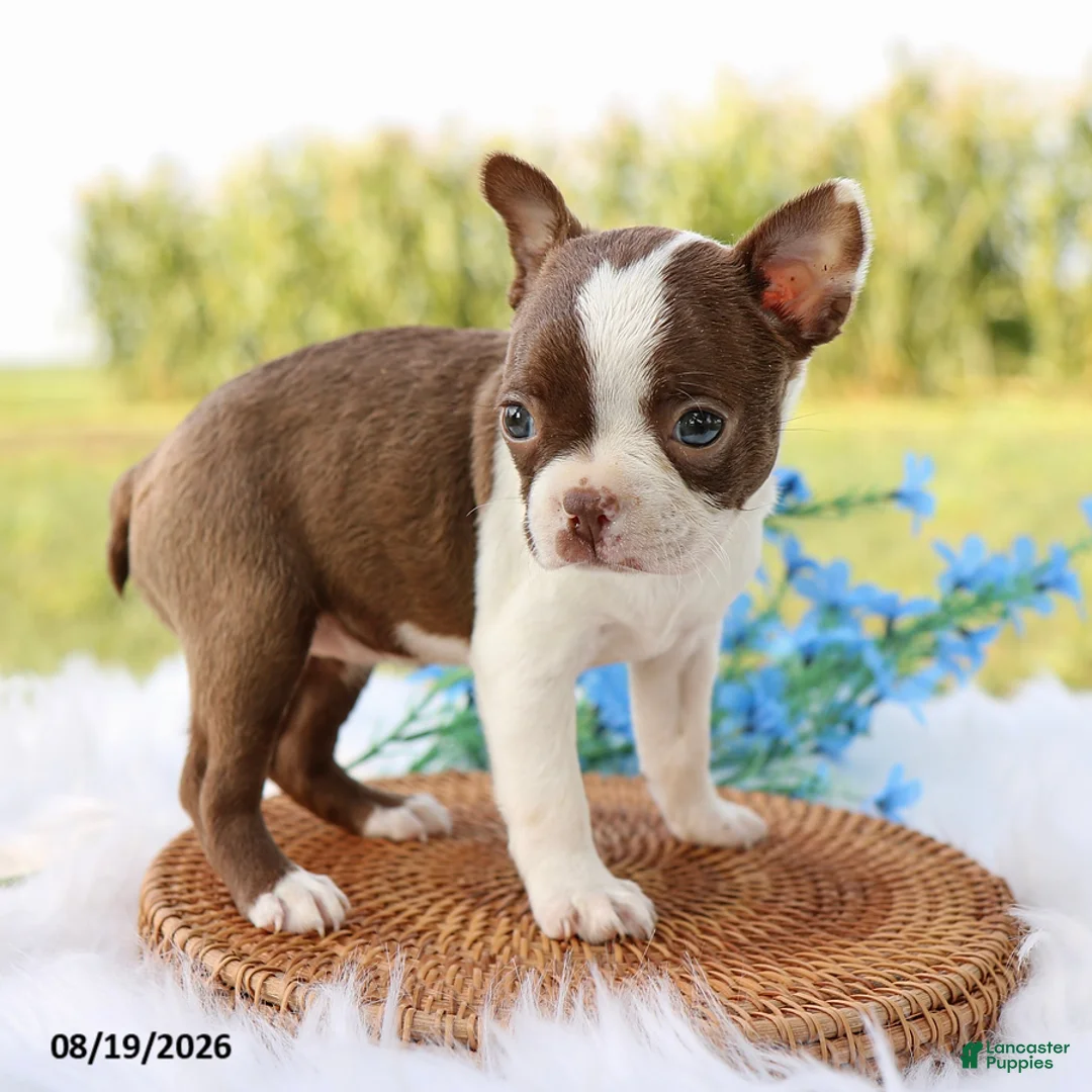 Boston Terrier dogs for sale: Molly - Ad 2