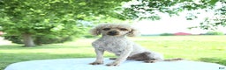 Toy Poodle dogs for sale: Tonya  - Ad 5