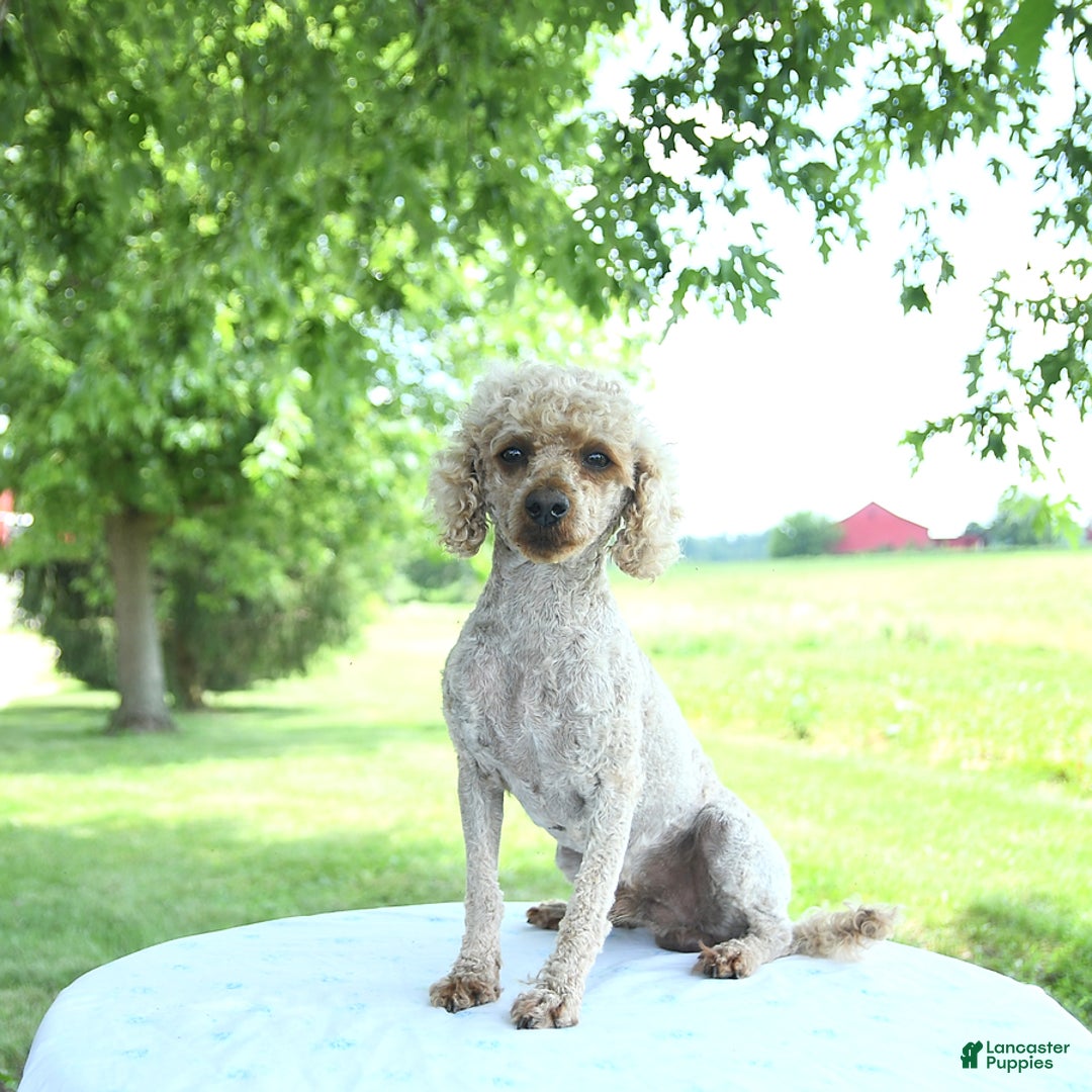Toy Poodle dogs for sale: Tonya  - Ad 5