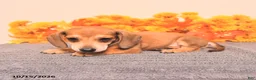 Miniature Dachshund dogs for sale: Roscoe - Ad 3