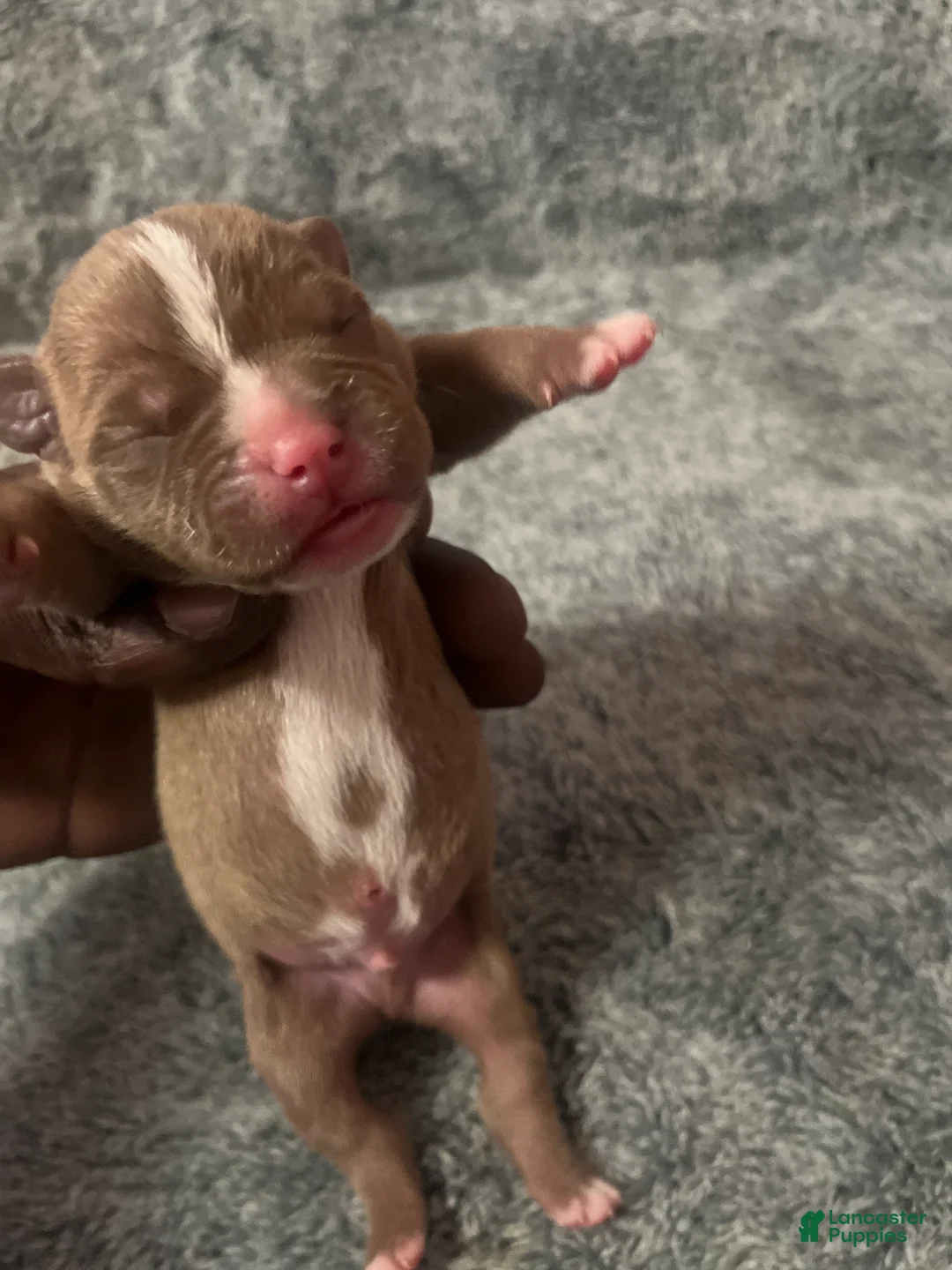 American Bully dogs for sale: American Bully Puppy 5 - Ad 2