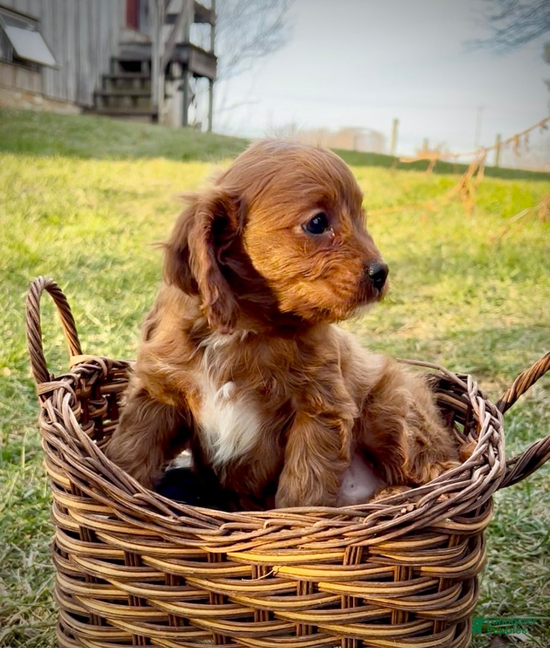 Cavapoo dogs for sale: Scooter - Ad 4