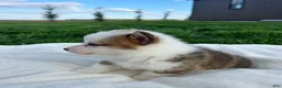 Welsh Corgi Pembroke dogs for sale: David Welsh Corgi Pembroke Puppy  - Ad 6