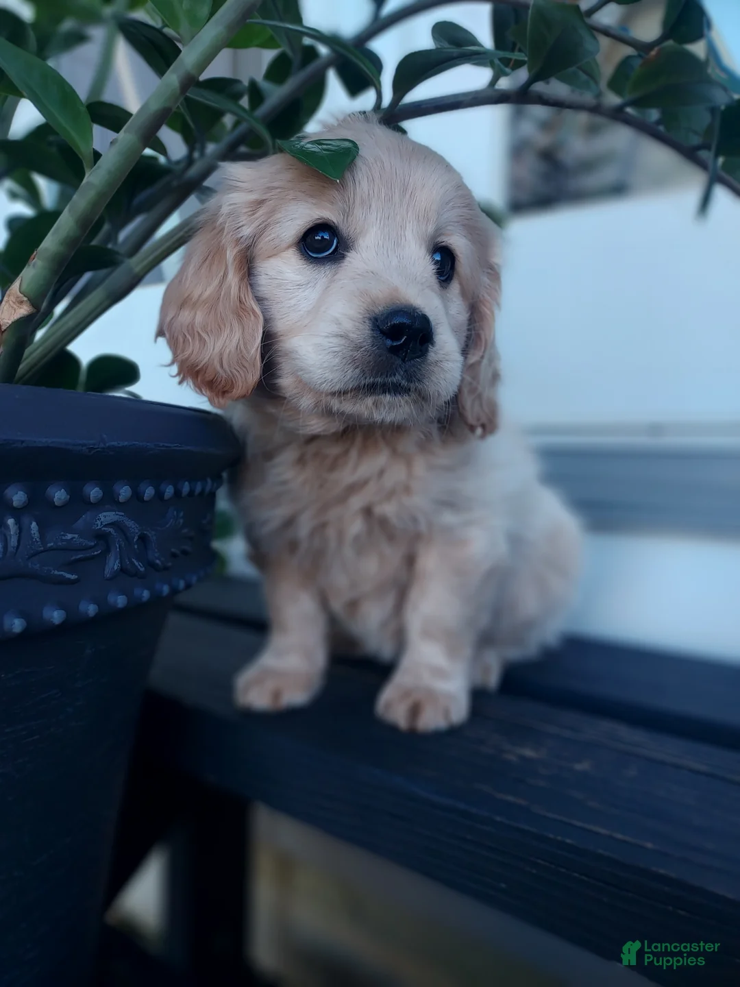 Mixed Breed dogs for sale: Sage - Ad 4